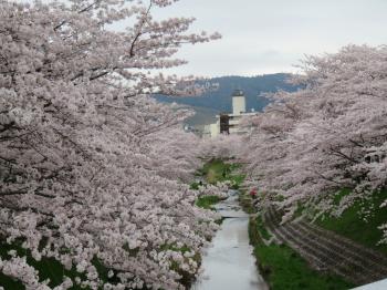 nara_sakura_convert_20160418190105